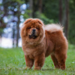 Chow Chow EMMA