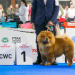 Chow Chow EMMA---EDS-2018-2