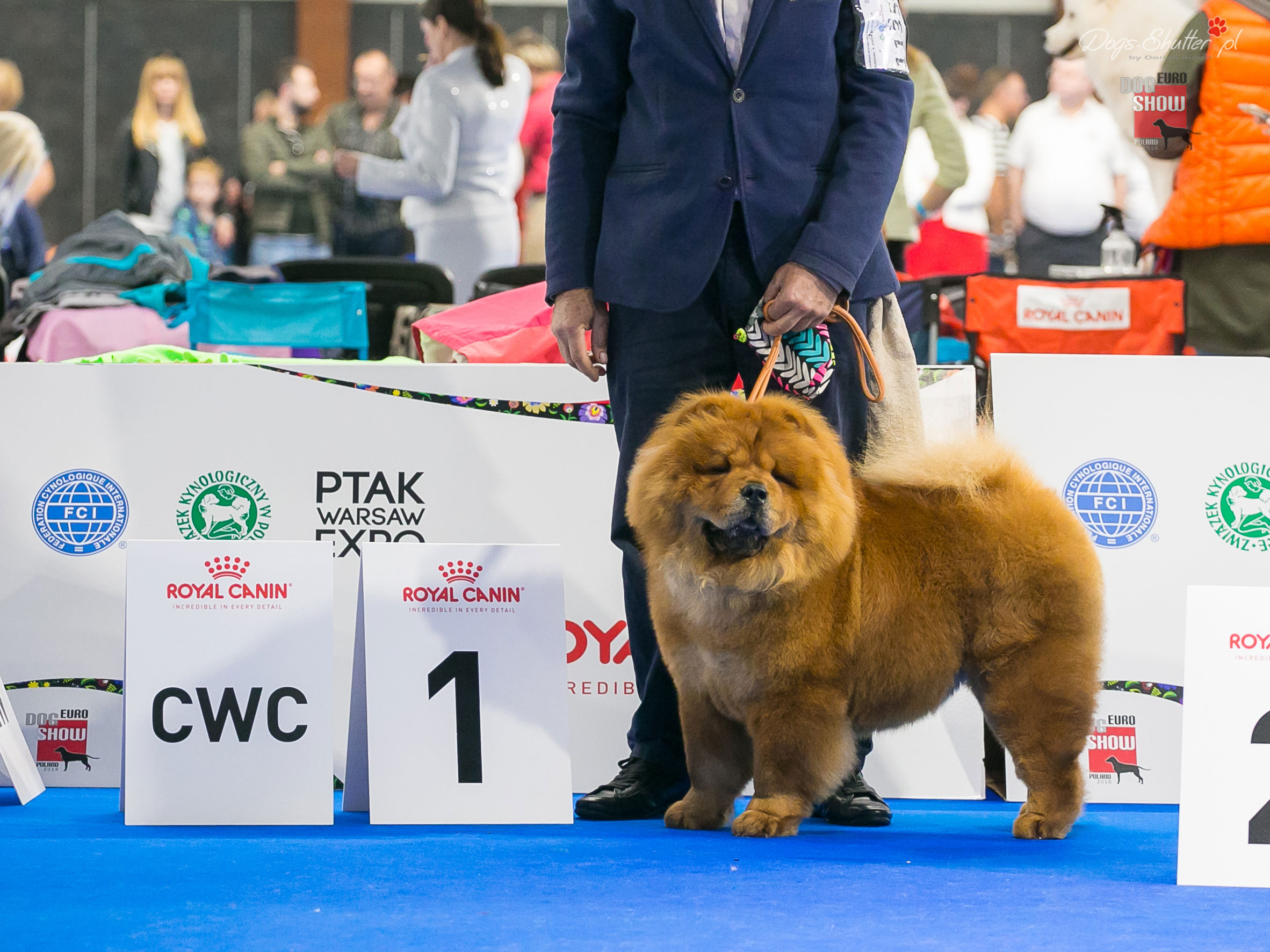 Chow Chow EMMA---EDS-2018-2