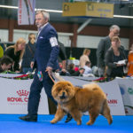 Chow Chow EMMA_EDS_2018