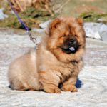 Chow Chow ESCOBAR