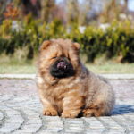 Chow Chow ESCOBAR