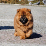 Chow Chow ESCOBAR